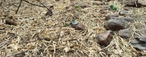 आईईडी प्लांट नक्सलियों का नाकाम