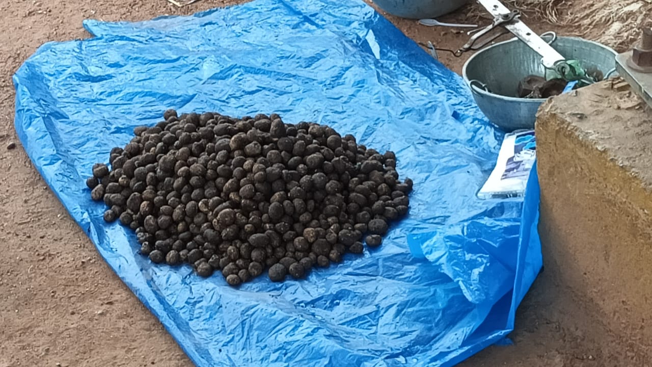 CG mushroom: भीषण गर्मी में सरई बोड़ा मशरूम मचाया बाज़ार में तहलका, रेट आसमान पर