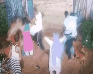 पालतू कुत्ते