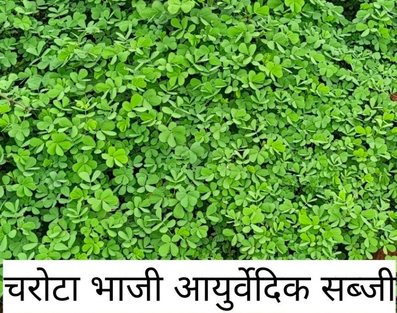 चरोटा भाजी आयुर्वेदिक सब्जी