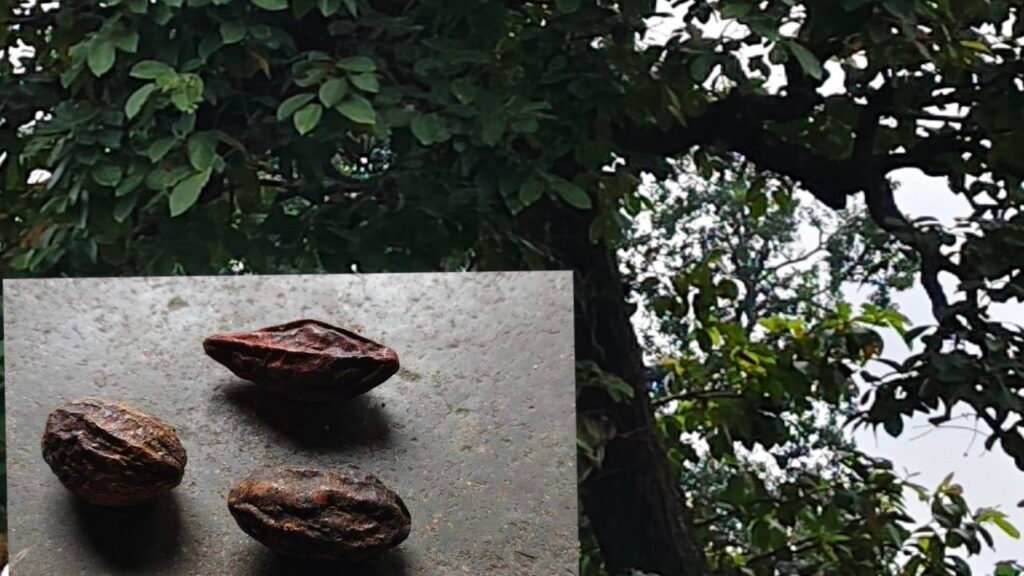 हर्रा