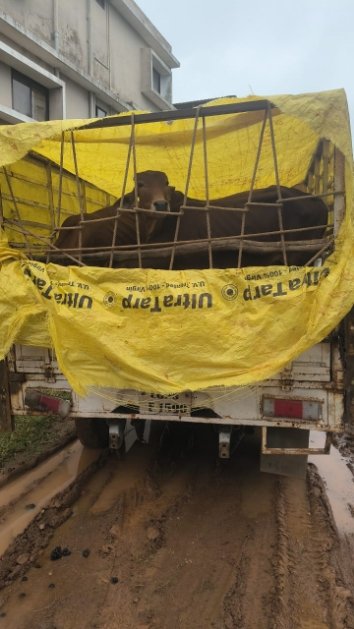 गौ तस्कर