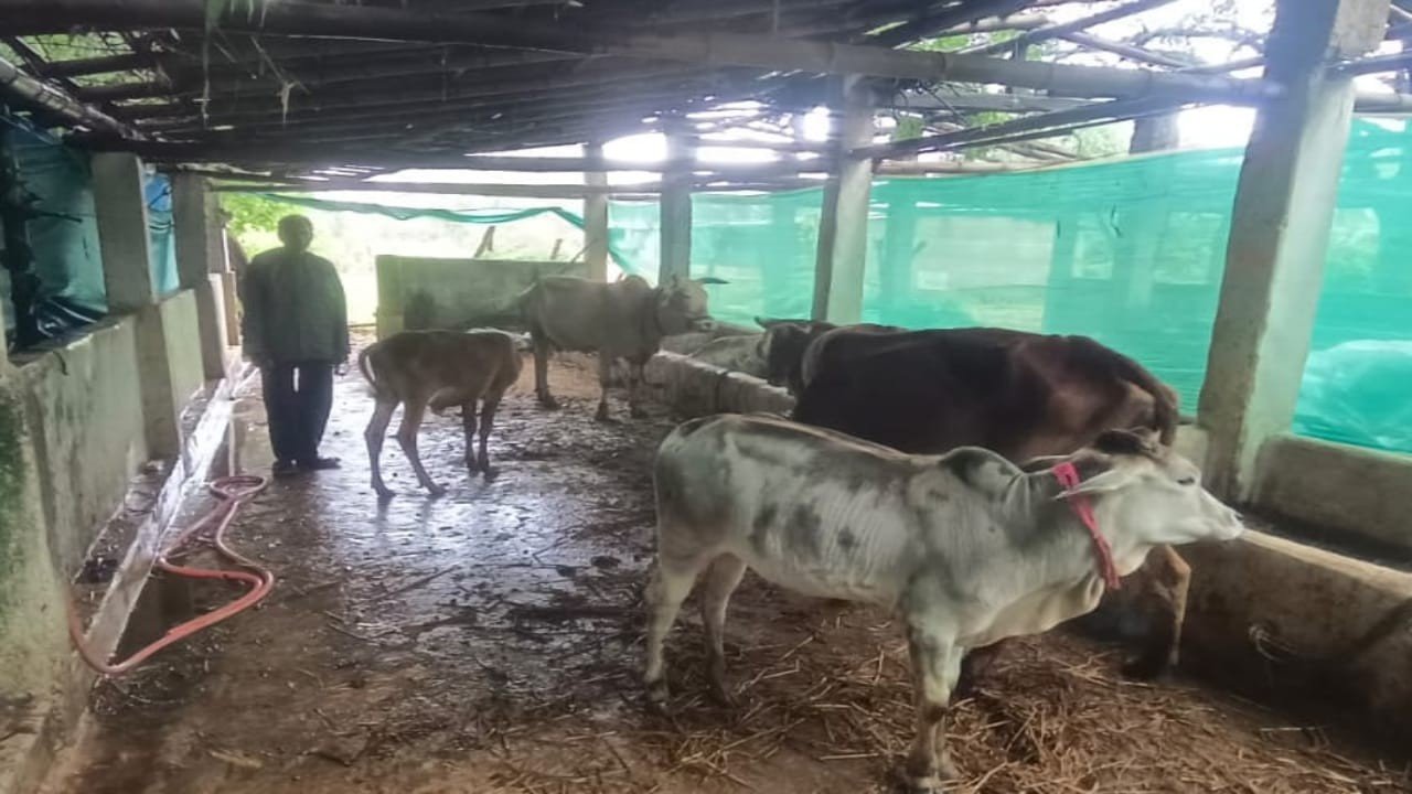 रामफल