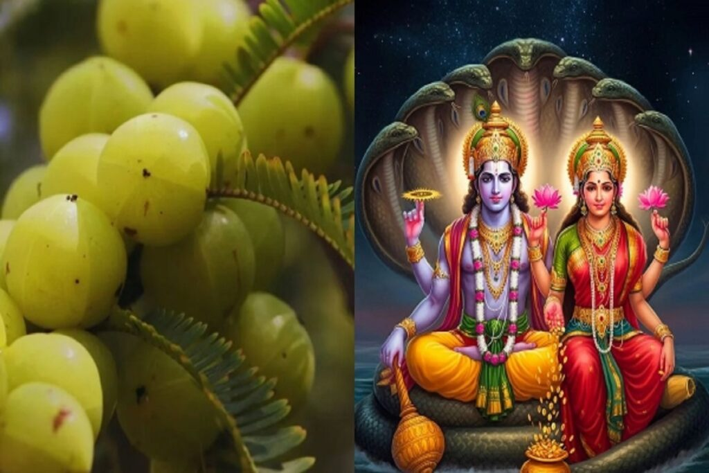 Amla Navami : आंवला नवमी पर आंवले के वृक्ष की पूजा, मिलता है विष्णु-लक्ष्मी का आशीर्वाद