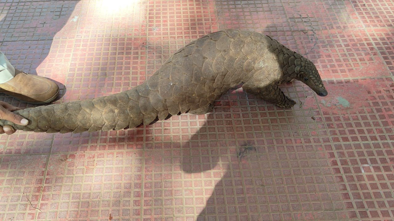 सालखपरी (पैंगोलिन)