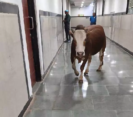 रायपुर के मंत्रालय इंद्रावती भवन में सुरक्षा व्यवस्था पर सवाल, आवारा सांड के घुसने की तस्वीर वायरल सुरक्षा व्यवस्था