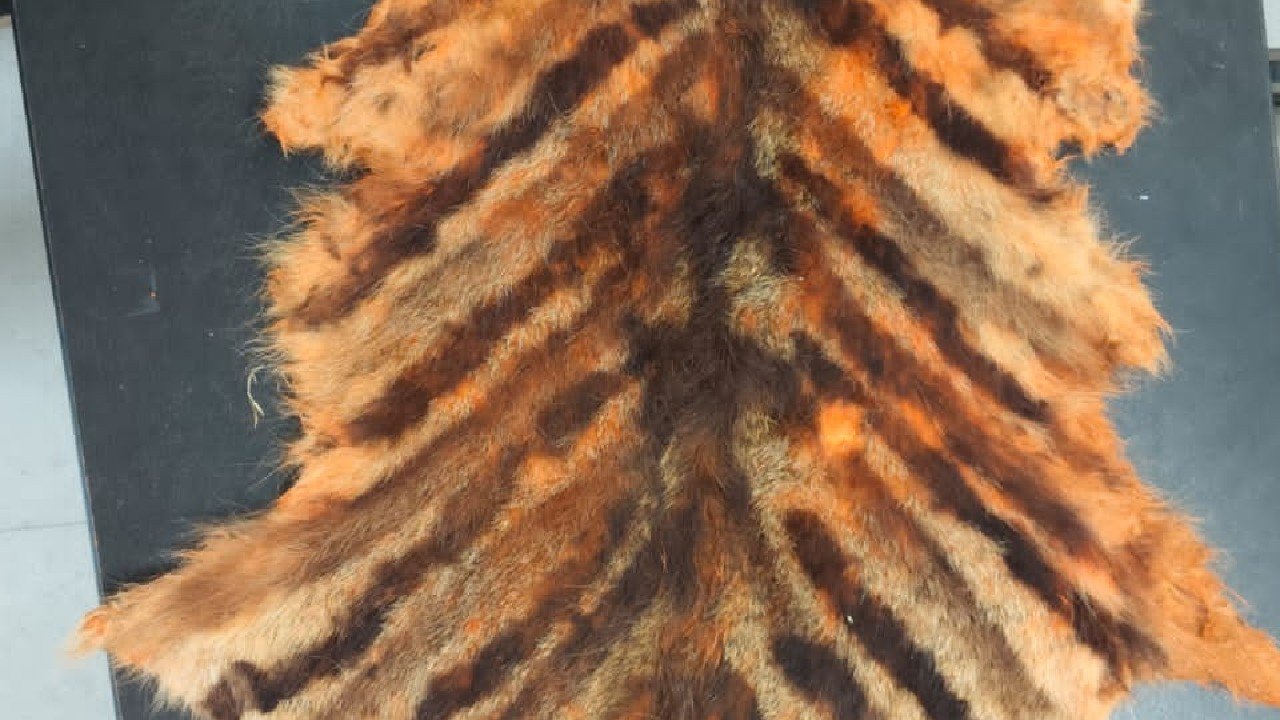 जंगली बिल्ली खाल