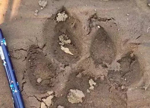 Mohla Area Alert : शेर ने गाय पर किया हमला, वन विभाग ने जारी किया चेतावनी Mohla Area Alert