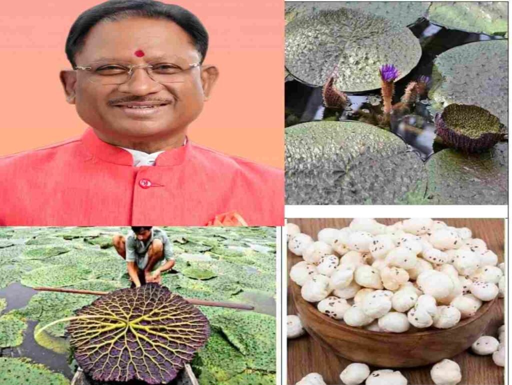 makhaana : मुख्यमंत्री विष्णु देव साय के प्रयास से छत्तीसगढ़ मखाना बोर्ड में शामिल makhaana