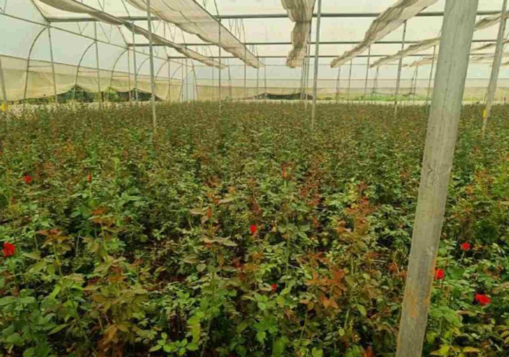 छत्तीसगढ़ पुष्प खेती